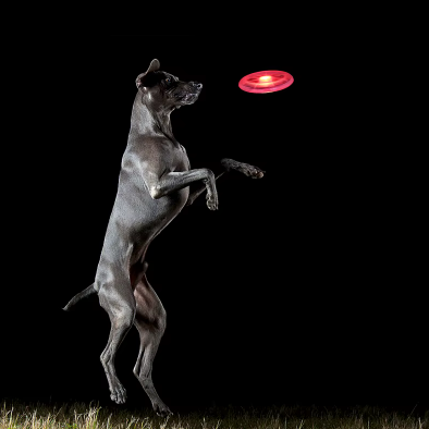 LED dog frisbee with a bright green light that glows in the dark