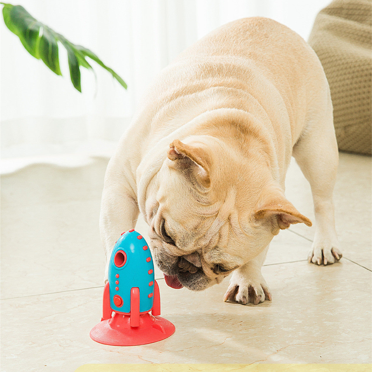 dog  play and fun with the Rocket toy